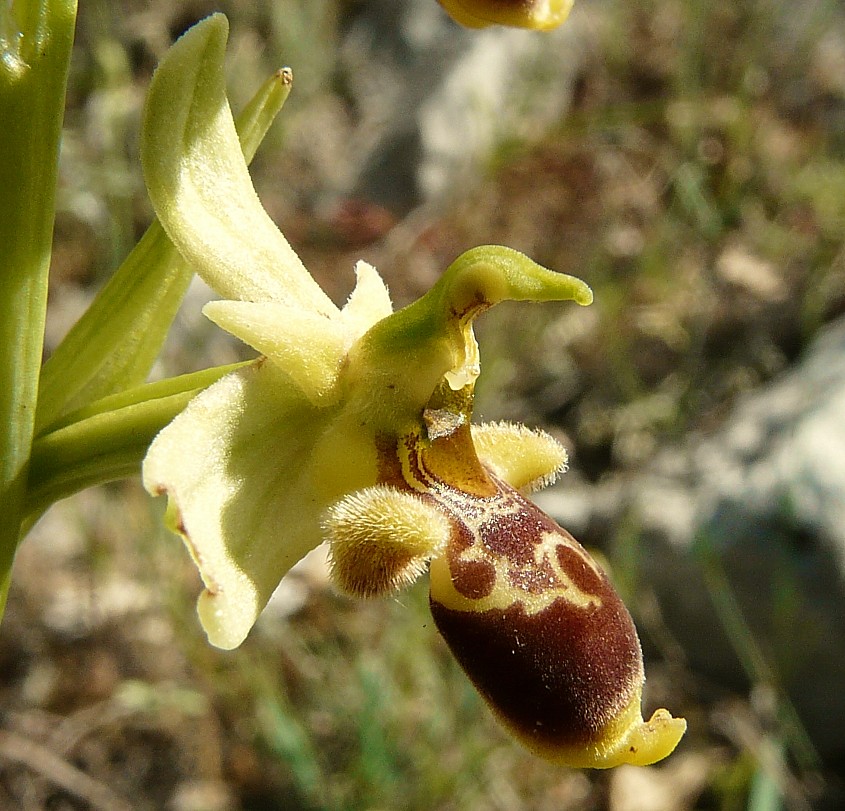 Ophrys scolopax